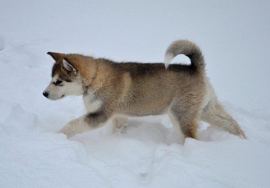 Alaskan Malamute