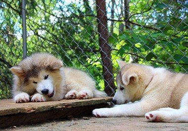 Alaskan Malamute