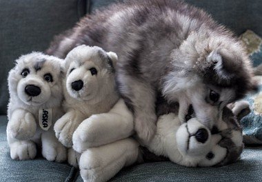 Alaskan Malamute