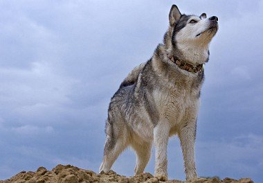 Alaskan Malamute