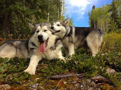 Malamute puppy with mom