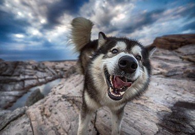 Alaskan Malamute