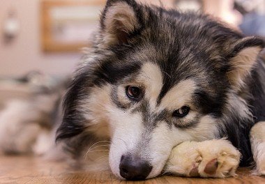 Alaskan Malamute