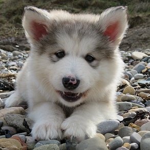 Alaskan Malamute