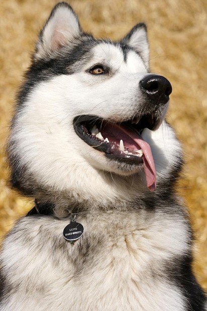 Alaskan Malamute