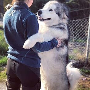 Alaskan Malamute