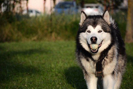 Alaskan Malamute