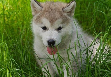 Alaskan Malamute