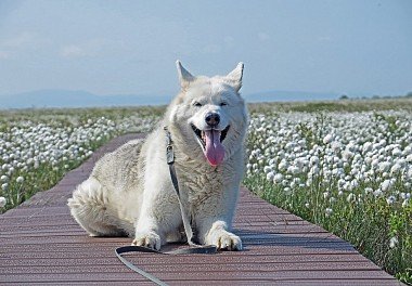 Alaskan Malamute