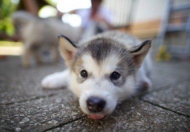 Alaskan Malamute