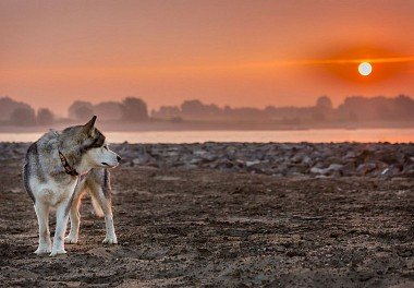 Alaskan Malamute