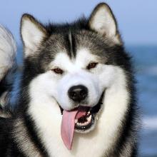 Alaskan malamute