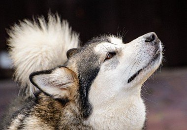 Alaskan Malamute