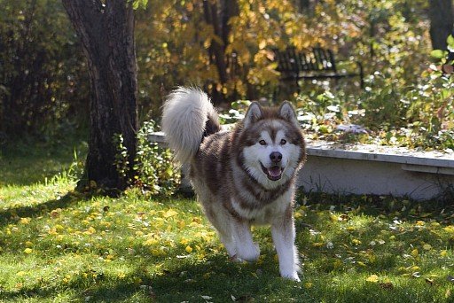 Alaskan Malamute