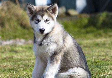 Alaskan Malamute