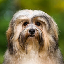 Havana Bichon (Havanese)