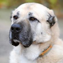 Gampr (Armenian Wolfhound)