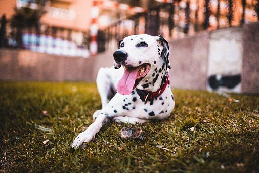 Dalmatian