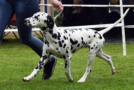 Dalmatian with black spots