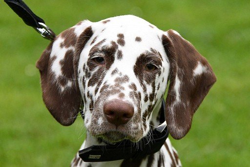 Dalmatian