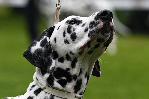 Dalmatian