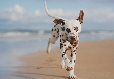 Dalmatian