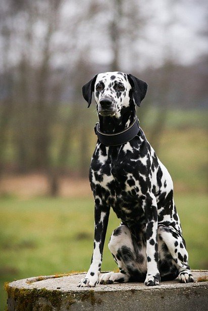 Dalmatian