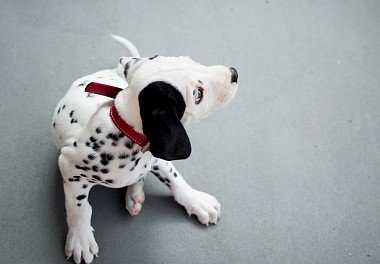 Dalmatian