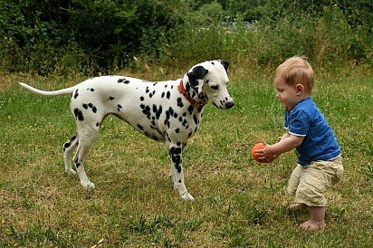 Dalmatian plays with baby