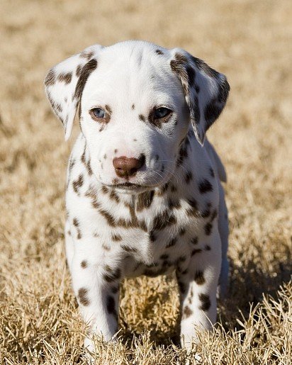 Dalmatian puppy