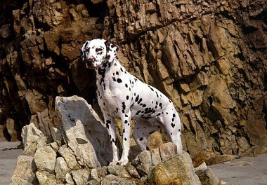 Dalmatian