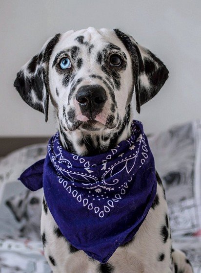 Dalmatian with heterochromia eyes