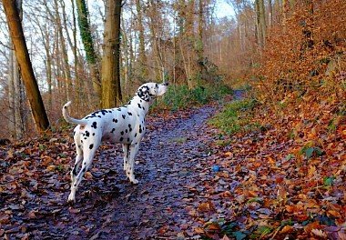 Dalmatian