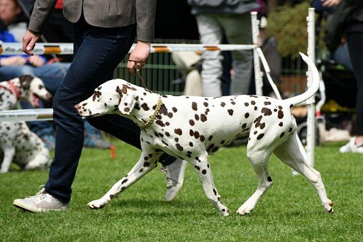 Dalmatian with brown spots