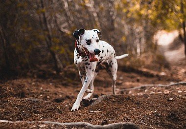 Dalmatian