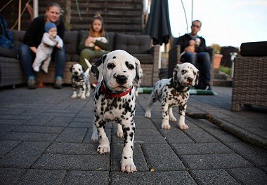 Dalmatian