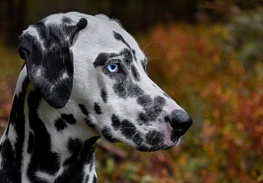 Dalmatian