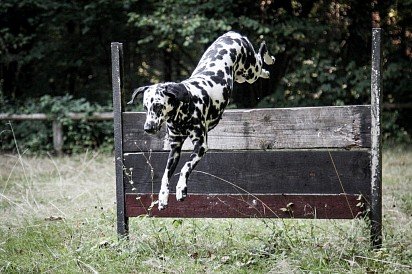 Dalmatian training