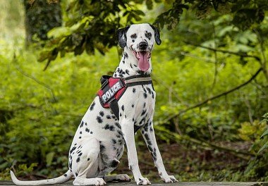 Dalmatian