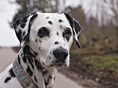 Dalmatian Muzzle