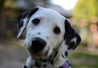 Dalmatian