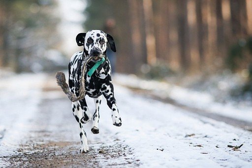 Dalmatian