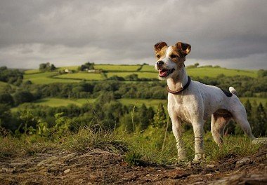 Jack Russell Terrier