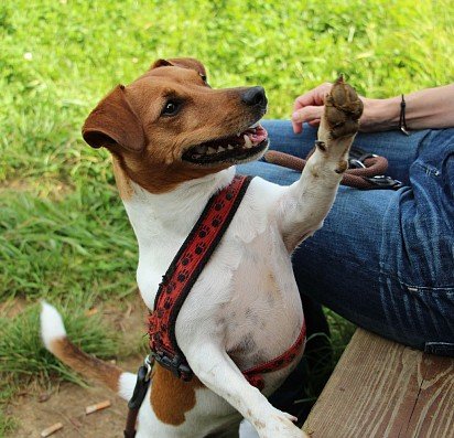 Jack-Russell Terrier