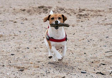 Jack Russell Terrier