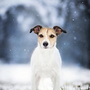 Jack Russell Terrier