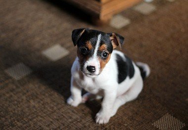 Jack Russell Terrier