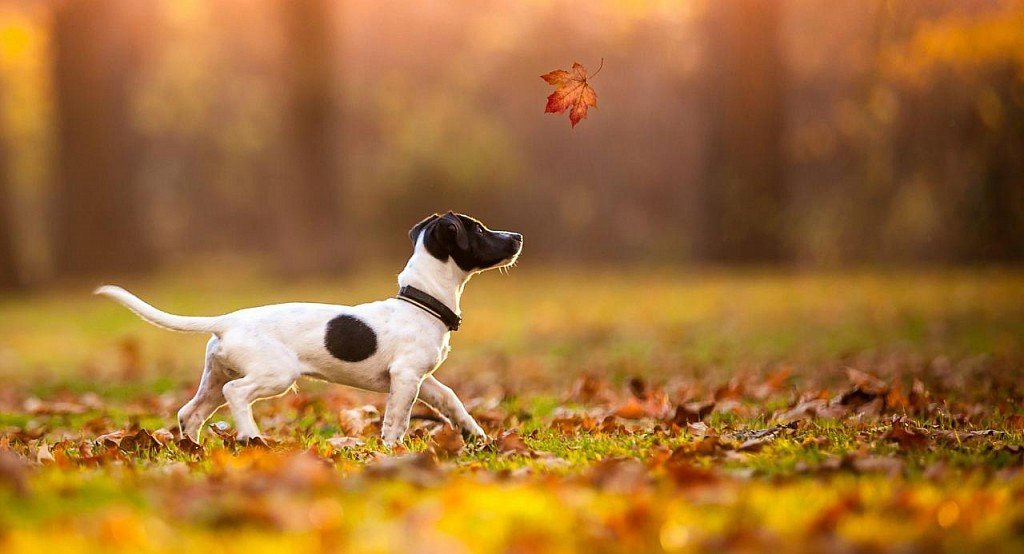 Jack Russell Terrier