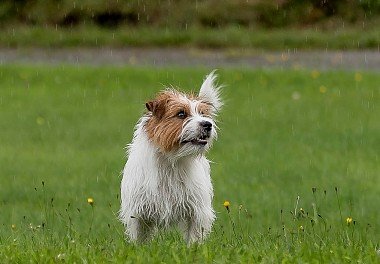 Jack-Russell Terrier