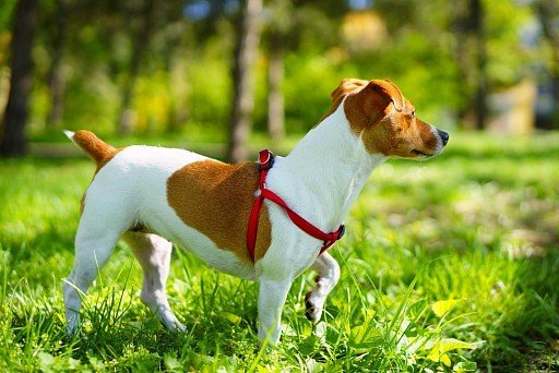 Jack-Russell Terrier